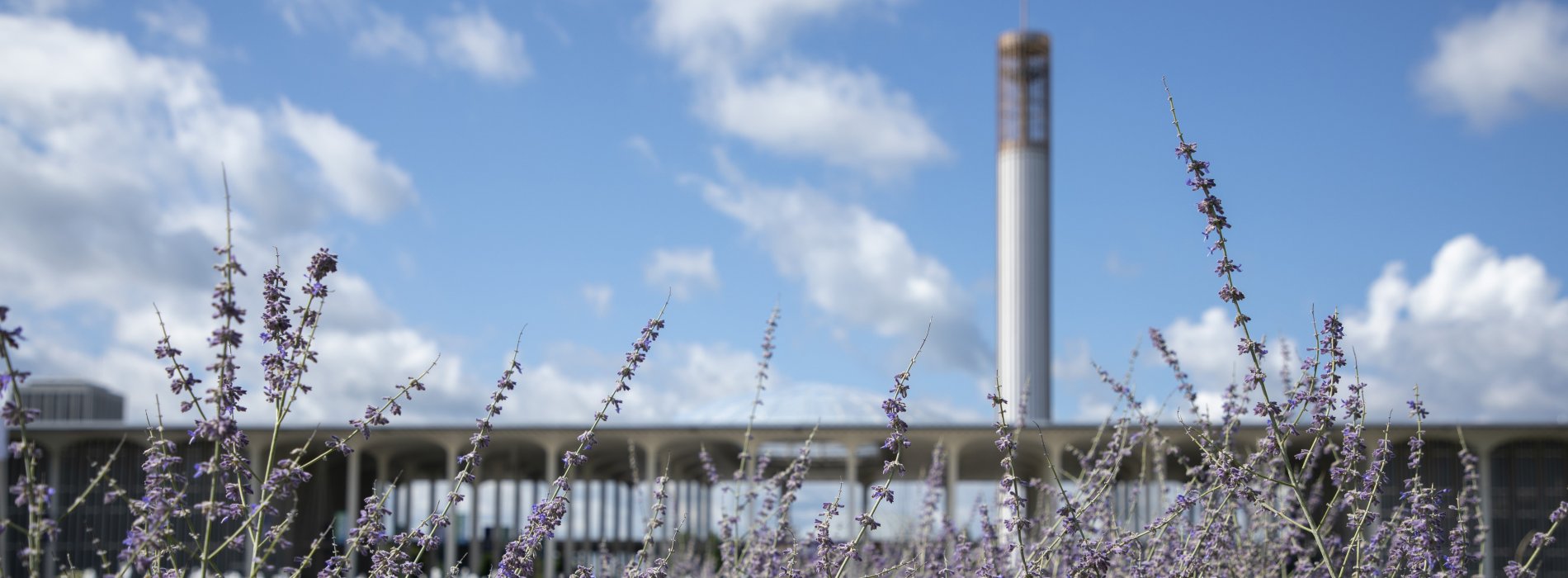 A view of the Academic Podium from afar, with the water tower visible beyond an array of purple flowers