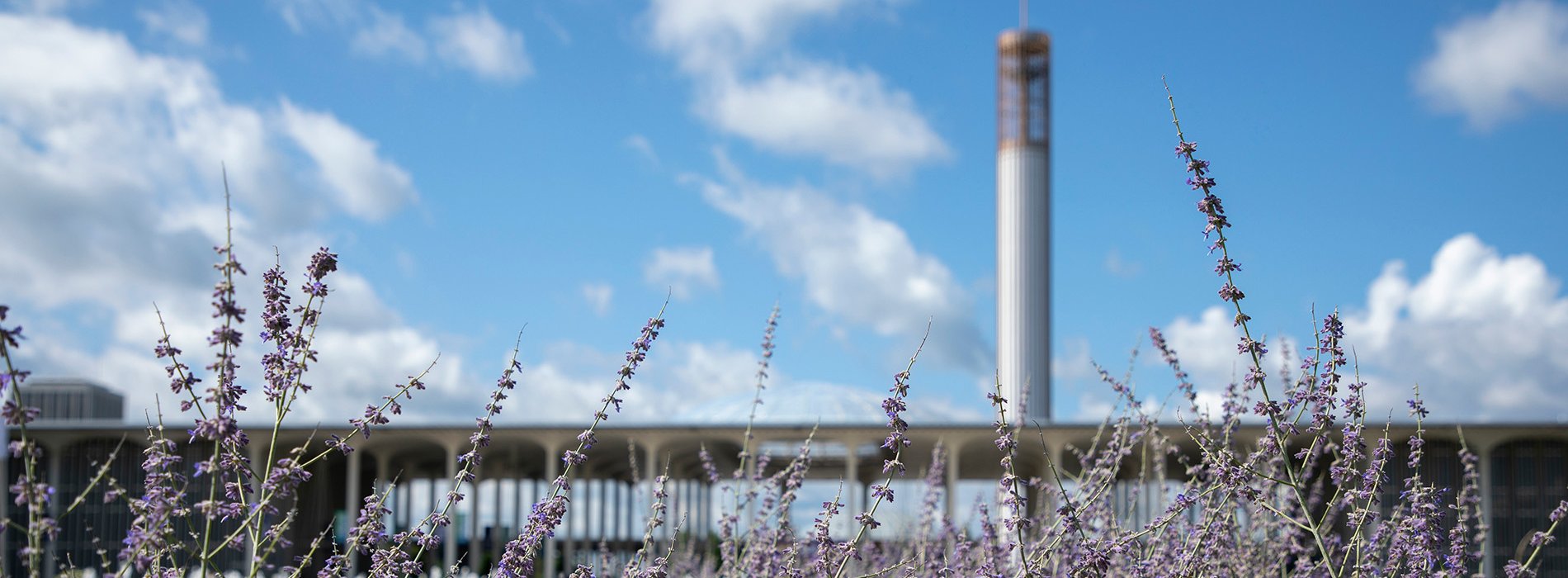 A view of the Academic Podium from afar, with the water tower visible beyond an array of purple flowers