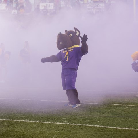 UAlbany Mascot Damien the Great Dane waves from a football field, surrounded by purple smoke