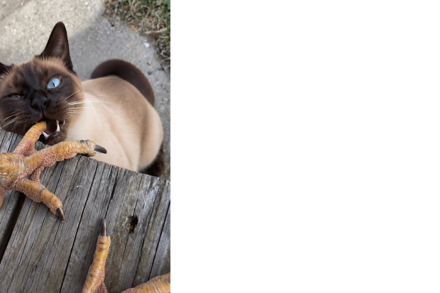 Siamese cat chewing on chicken feet with left eye squinted