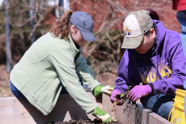 Two students kneel in a flower bed and pull weeds while volunteering.