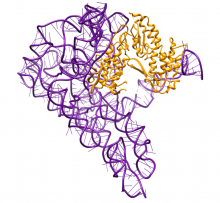 Qu et. al. 2016 Group II intron ribonucleoprotein