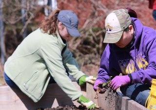 Two UAlbany students kneel in a garden bed while weeding.