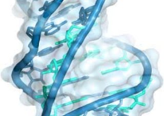 HVRNA Club Pseudoknot