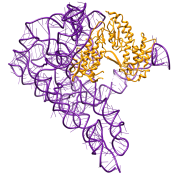 Qu et. al. 2016 Group II intron ribonucleoprotein