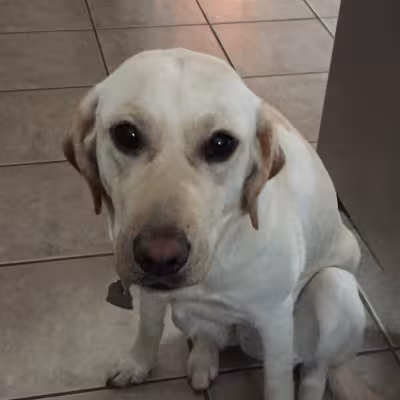 Dora the Seeing Eye Dog