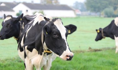 A cow stands outside a dairy farm.