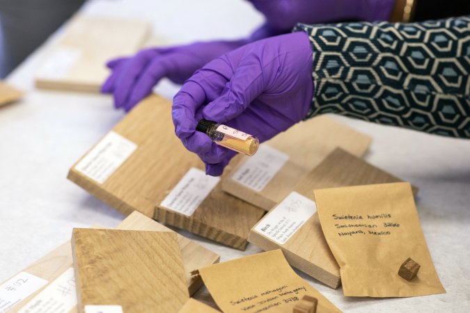 A hand with a purple glove on analyzes a wood shaving sample.