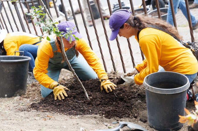 Students in purple hats and yellow shirts plant a tree on South Pearl Street.