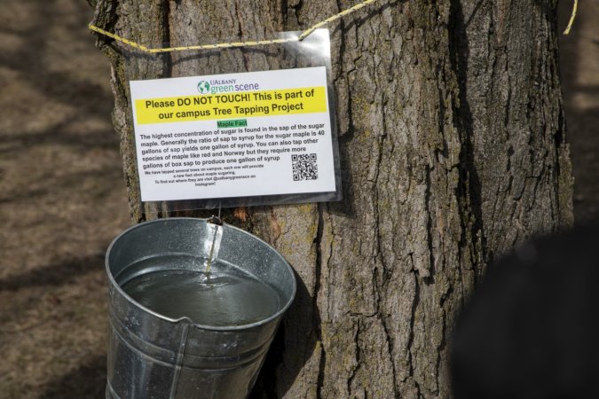 A bucket holds fresh sap collected from a maple tree on Dutch Quad.