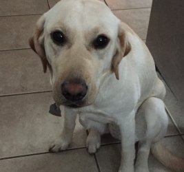 Dora the Seeing Eye Dog