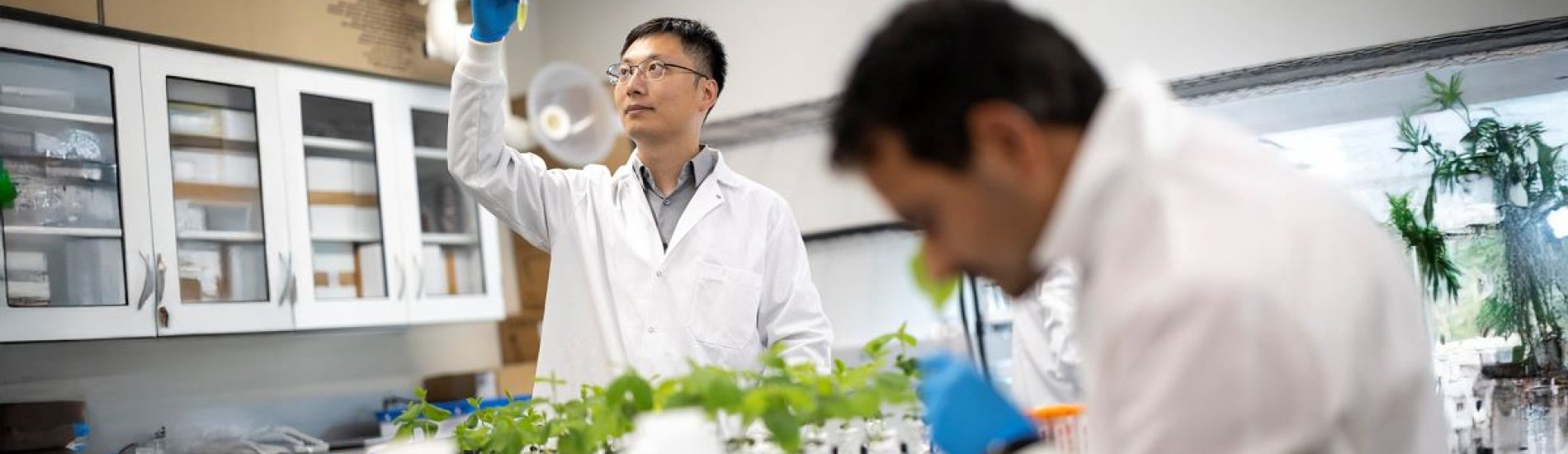 Weilan Zhang working on research in the lab with a row of plants and a fellow researcher.