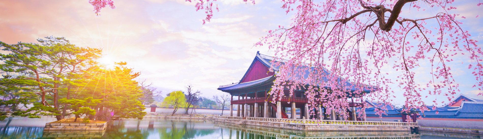 Gyeongbokgung palace with cherry blossom tree in spring time in Seoul, South Korea.
