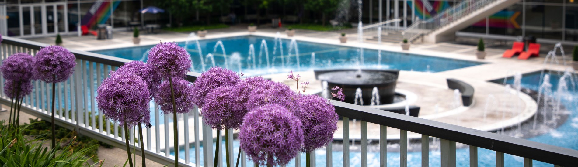 Round purple flowers in the foreground, with the Academic Podium blue pool and fountain in the background.