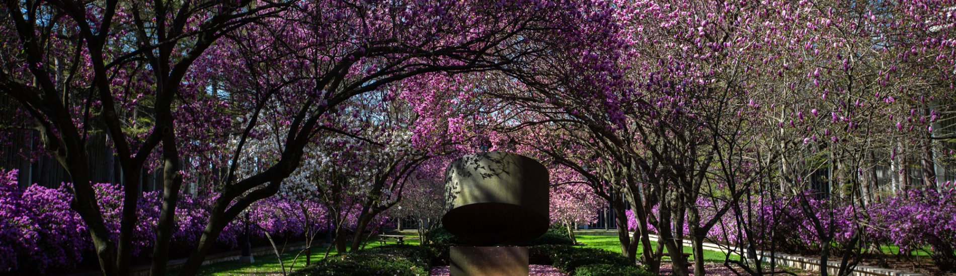 Azaleas bloom in an Uptown Campus sculpture garden.