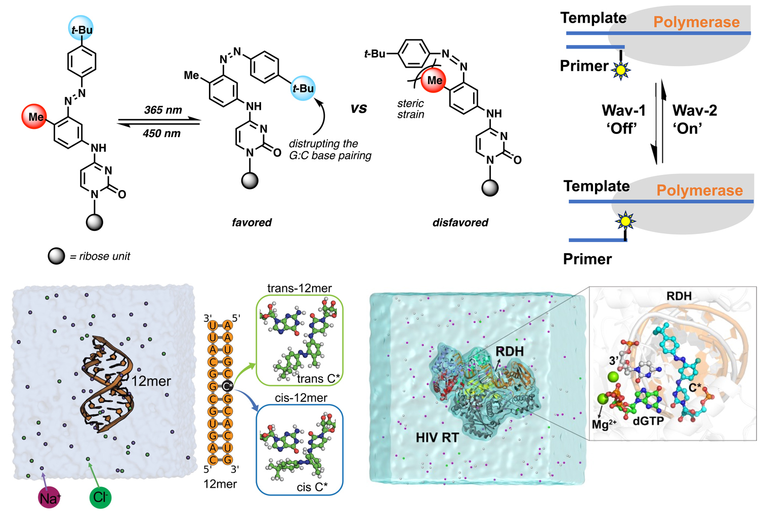 Structure of photo-switchable nucleotide.