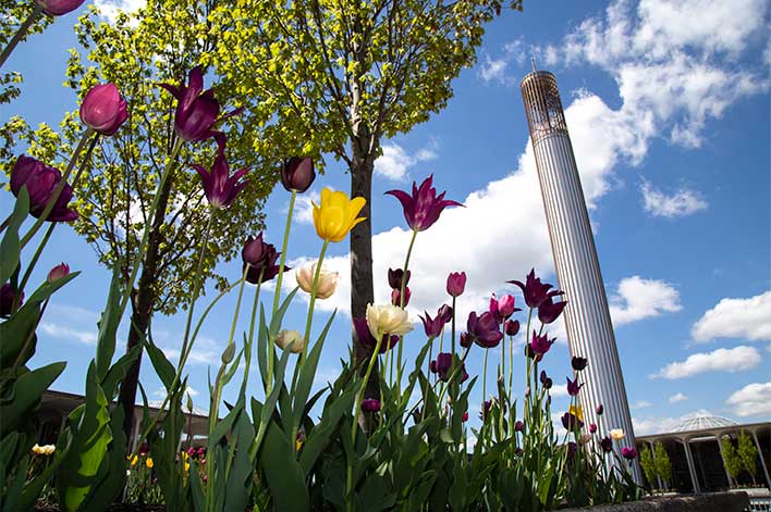 Purple and yellow tulips and the Carillon.