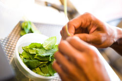 Chef preparing mint at Red Rooster